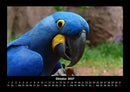Vogelparadies Fotokalender 2027 - 10