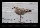 Vogelparadies Fotokalender 2027 - 1
