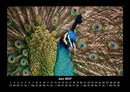 Vogelparadies Fotokalender 2027 - 6