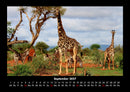 Giraffen Fotokalender 2027 - 9