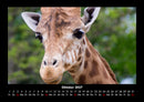 Giraffen Fotokalender 2027 - 10