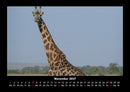 Giraffen Fotokalender 2027 - 11