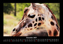 Giraffen Fotokalender 2027 - 12