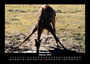 Giraffen Fotokalender 2027 - 2