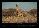 Giraffen Fotokalender 2027 - 3