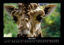 Giraffen Fotokalender 2027 - 4