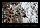 Giraffen Fotokalender 2027 - 7