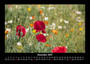 Blumenträume Fotokalender 2027 - 12