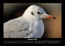 Vogelparadies Fotokalender 2027 - 10