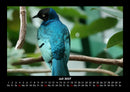 Vogelparadies Fotokalender 2027 - 7