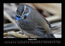 Vogelparadies Fotokalender 2027 - 8