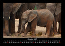 Der Tierkalender Fotokalender 2027 - 10