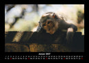 Der Tierkalender Fotokalender 2027 - 1
