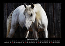 Die Welt der Pferde Fotokalender 2027 - 9