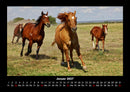 Die Welt der Pferde Fotokalender 2027 - 1