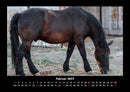 Die Welt der Pferde Fotokalender 2027 - 2