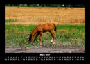 Die Welt der Pferde Fotokalender 2027 - 3