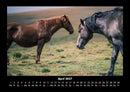 Die Welt der Pferde Fotokalender 2027 - 4