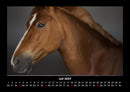 Die Welt der Pferde Fotokalender 2027 - 7