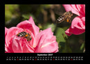 Rosen-Kalender Fotokalender 2027 - 9