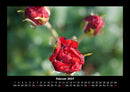 Rosen-Kalender Fotokalender 2027 - 2