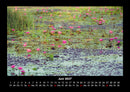 Rosen-Kalender Fotokalender 2027 - 6