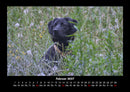 Hundezauber Fotokalender 2027 - 2