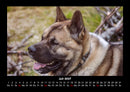 Hundezauber Fotokalender 2027 - 7