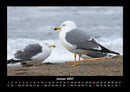 Strände der Welt Fotokalender 2027 - 1