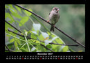 Vogelparadies Fotokalender 2027 - 11