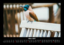 Vogelparadies Fotokalender 2027 - 3