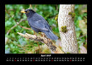 Vogelparadies Fotokalender 2027 - 4