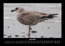 Vogelparadies Fotokalender 2027 - 6