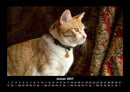 Katzen Fotokalender 2027 - 1