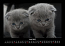 Katzen Fotokalender 2027 - 6