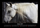 Pferdegeflüster Fotokalender 2027 - 2