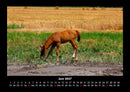 Pferdegeflüster Fotokalender 2027 - 6