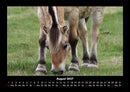 Pferdegeflüster Fotokalender 2027 - 8
