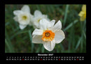 Blumenträume Fotokalender 2027 - 11