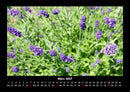 Blumenträume Fotokalender 2027 - 3