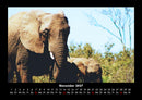 Elefanten  Fotokalender 2027 - 11
