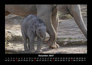 Elefanten  Fotokalender 2027 - 12