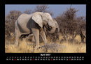 Elefanten  Fotokalender 2027 - 4