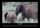 Elefanten  Fotokalender 2027 - 6