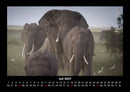Elefanten  Fotokalender 2027 - 7