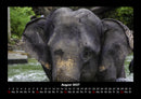 Elefanten  Fotokalender 2027 - 8