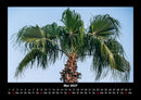 Palmentraum Fotokalender 2027 - 5