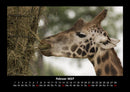 Tiere im Zoo Fotokalender 2027 - 2