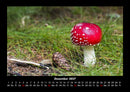 Pilzkalender Fotokalender 2027 - 12