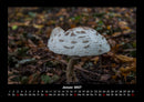 Pilzkalender Fotokalender 2027 - 1